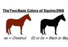 Horse Coat Color