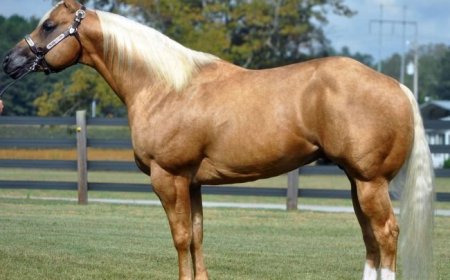 Baka Kuda 013 - American Quarter Horse