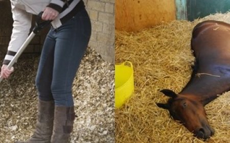 Stable 'Muck Out'