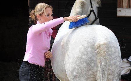 Horse Grooming