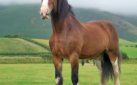 Baka Kuda 012 - Shire Horse