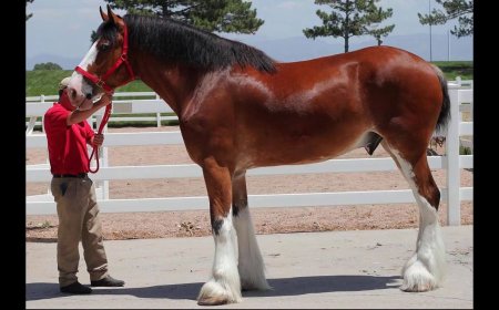 Baka Kuda 011 - Clydesdale Horse