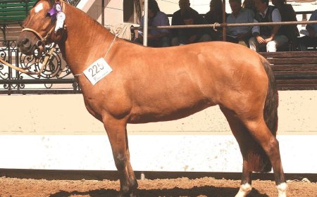 Baka Kuda 010 - Criollo Horse