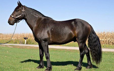 Baka Kuda 009 - Mustang Horse