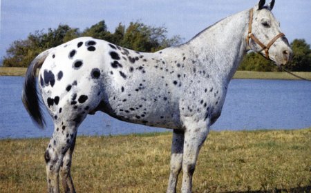 Baka Kuda 008 - Appaloosa Horse