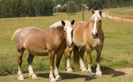 Baka Kuda 006 - Pacheron Horse