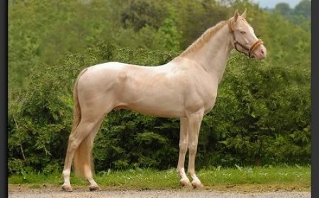 Baka Kuda 005 - Akhal-Teke Horse