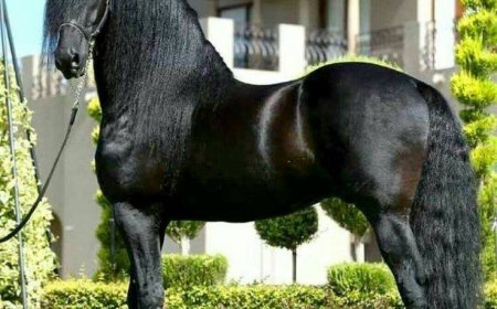 Baka Kuda 004 - Friesian Horse