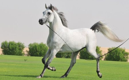 Baka Kuda 003 - Arabian Horse