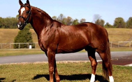 Baka Kuda 002 - Thoroughbreed Horse