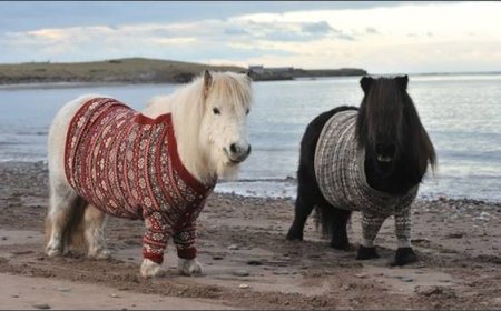 Baka Kuda 001 - Shetland Pony