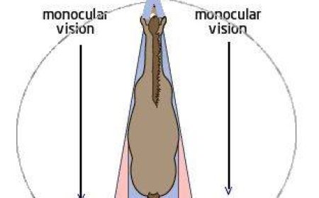 Horse Vision