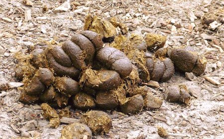 Horse Poop