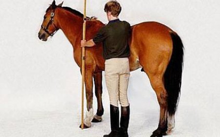 Horse Height