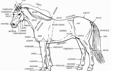 Part Of Horse (i)