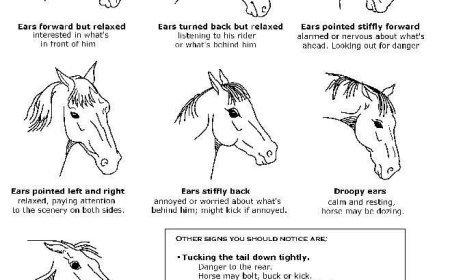 Horse Expression