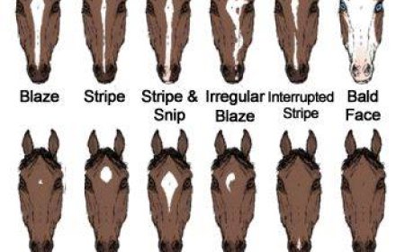Horse Marking