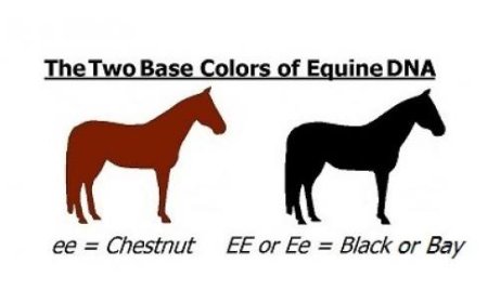 Horse Coat Color