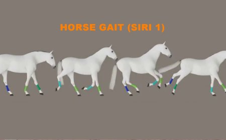 Horse Gait (Siri 1)