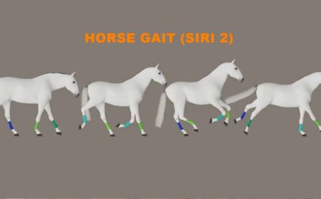 Horse Gait (Siri 2)