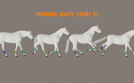 Horse Gait (Siri 3)