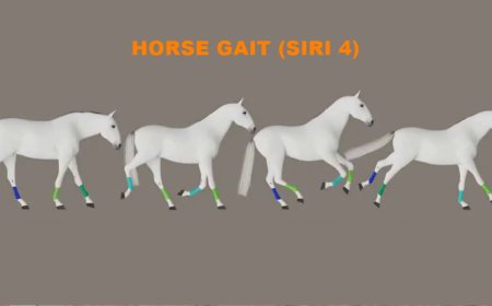 Horse Gait (Siri 4)