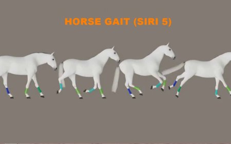Horse Gait (Siri 5)