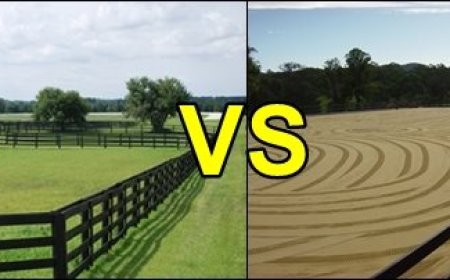 Paddock VS Arena