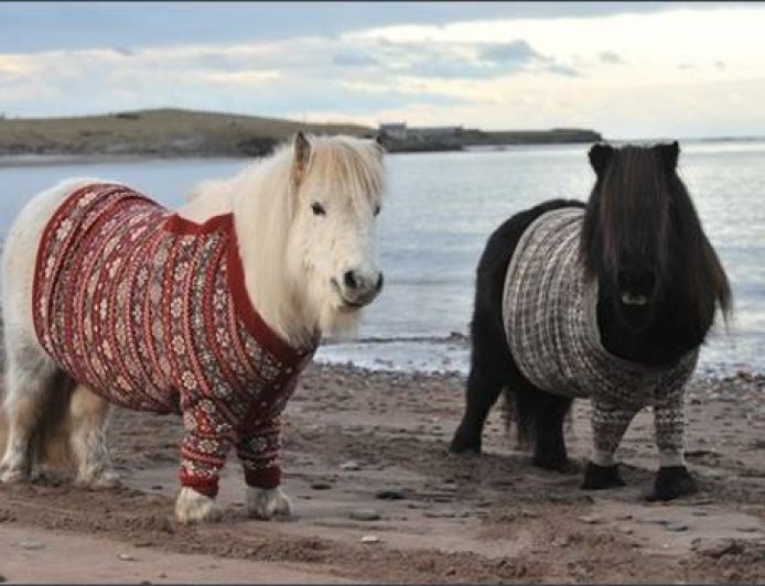 Baka Kuda 001 - Shetland Pony
