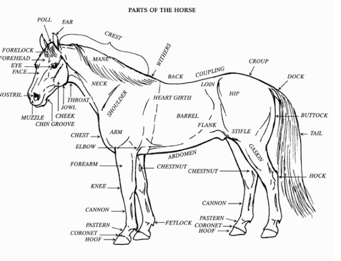 Part Of Horse (i)