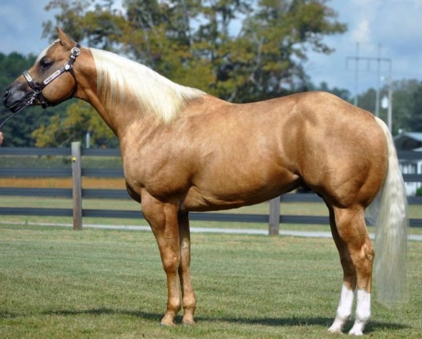 Baka Kuda 013 - American Quarter Horse