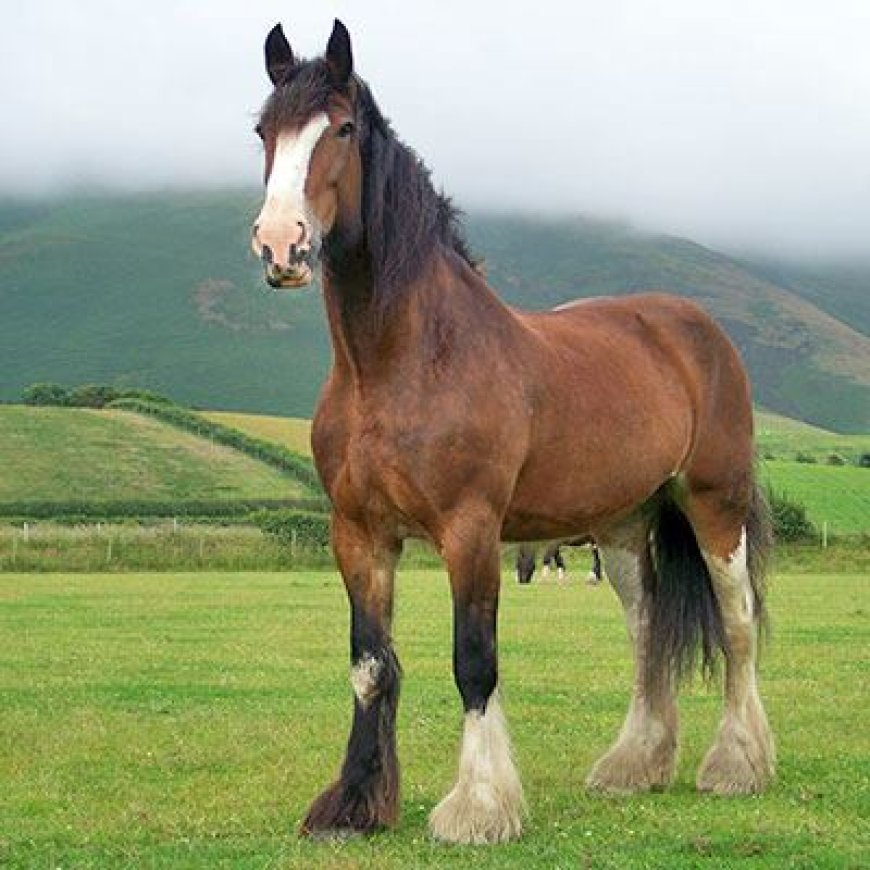 Baka Kuda 012 - Shire Horse