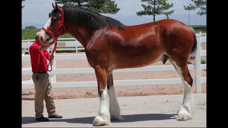 Baka Kuda 011 - Clydesdale Horse