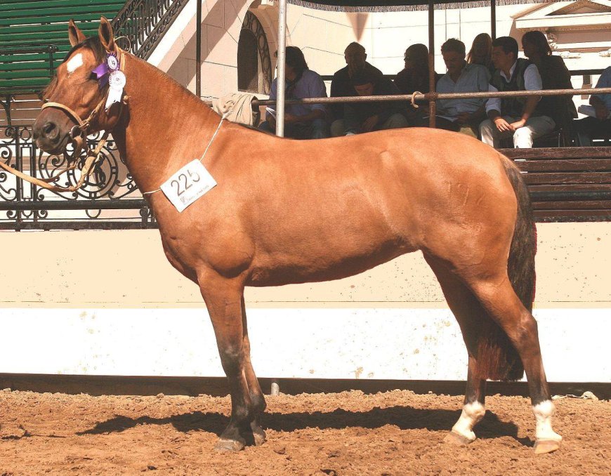 Baka Kuda 010 - Criollo Horse