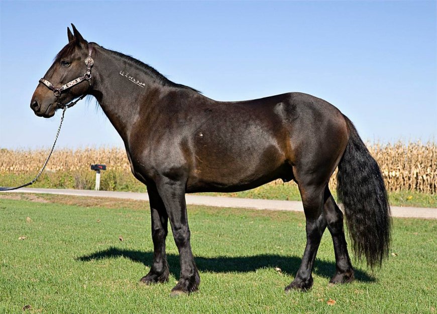 Baka Kuda 009 - Mustang Horse