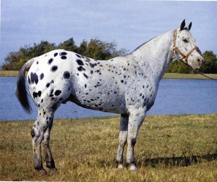 Baka Kuda 008 - Appaloosa Horse