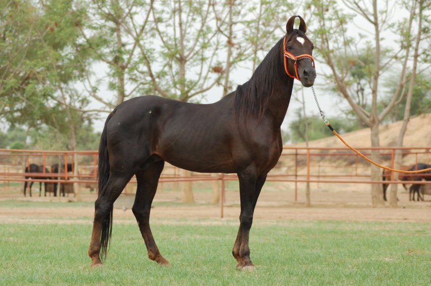 Baka Kuda 007 - Mawari Horse