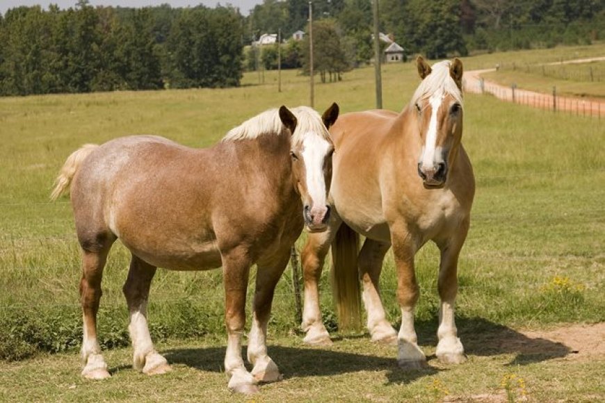 Baka Kuda 006 - Pacheron Horse