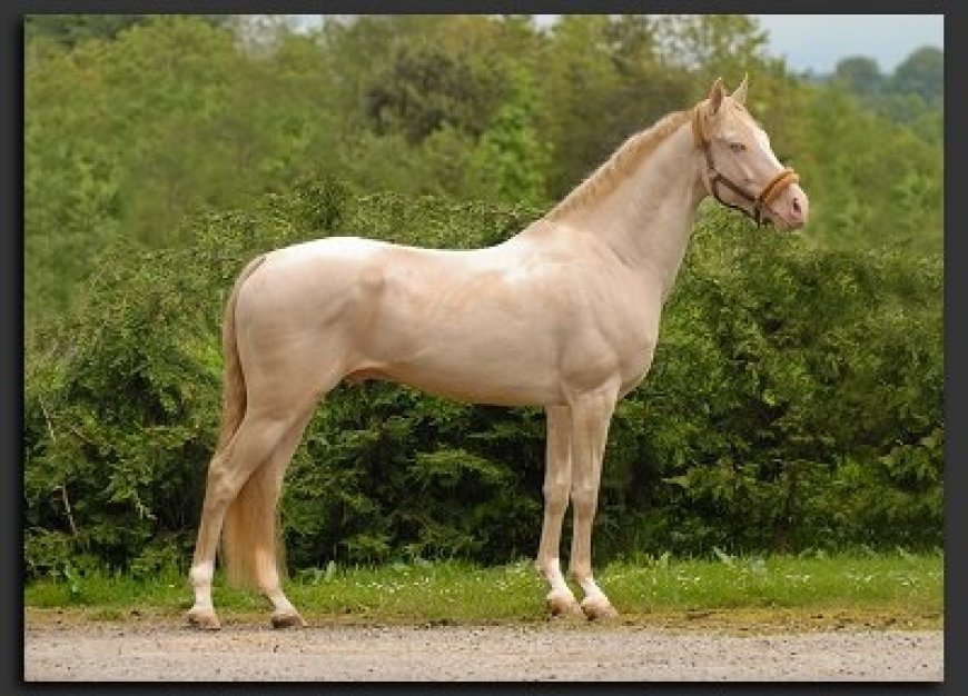 Baka Kuda 005 - Akhal-Teke Horse