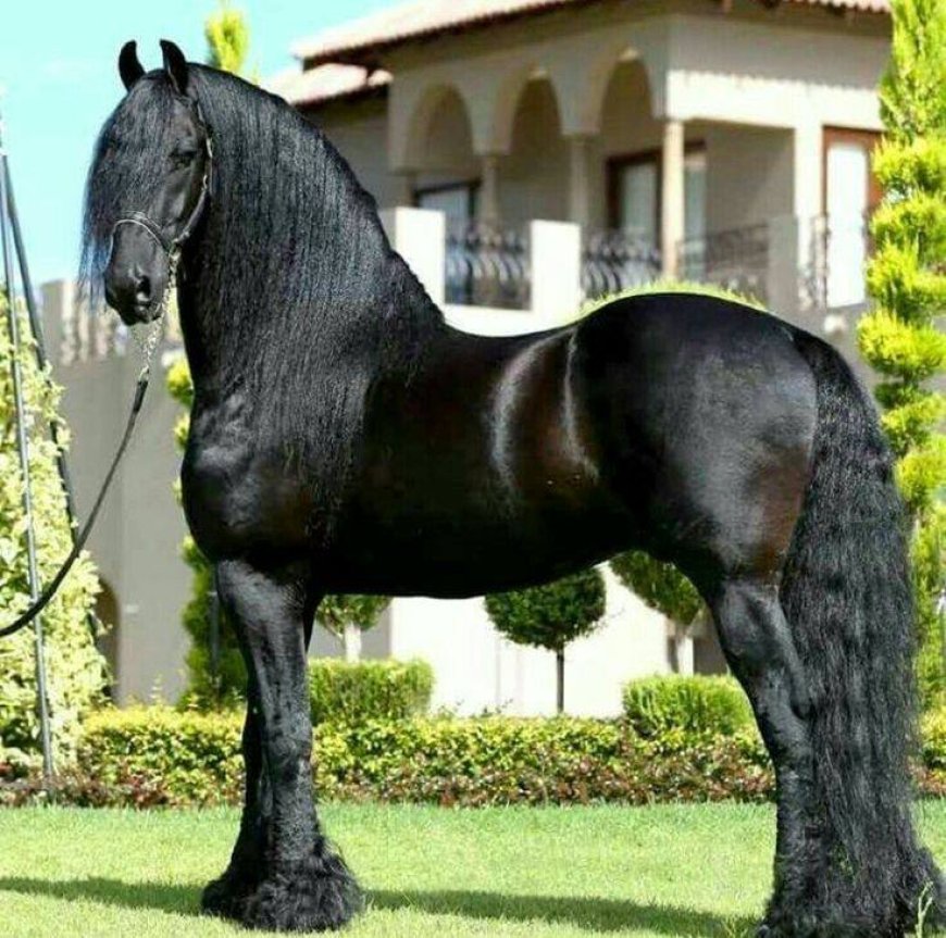 Baka Kuda 004 - Friesian Horse