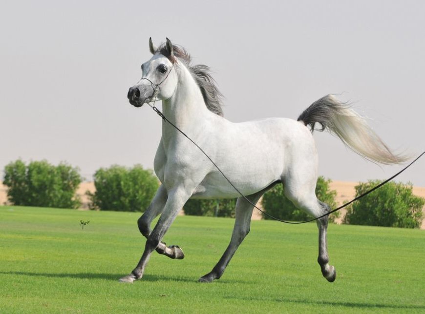Baka Kuda 003 - Arabian Horse
