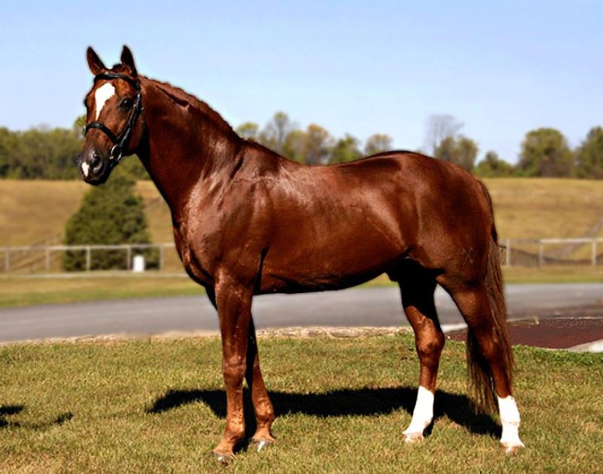 Baka Kuda 002 - Thoroughbreed Horse