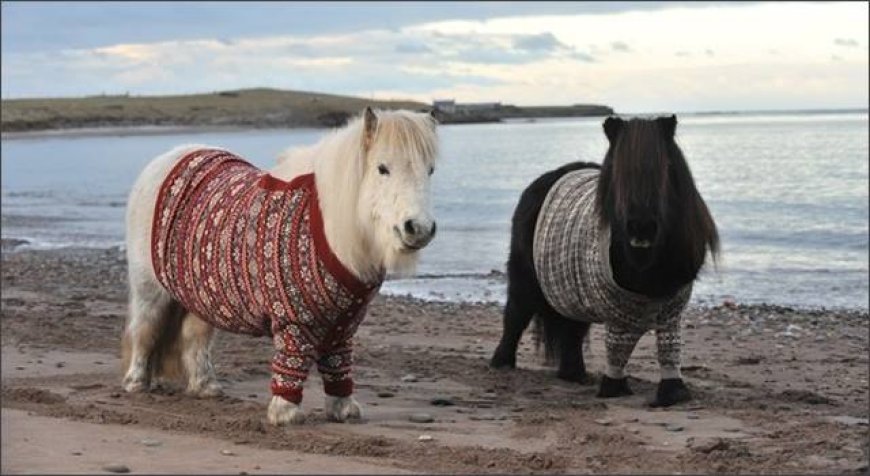 Baka Kuda 001 - Shetland Pony