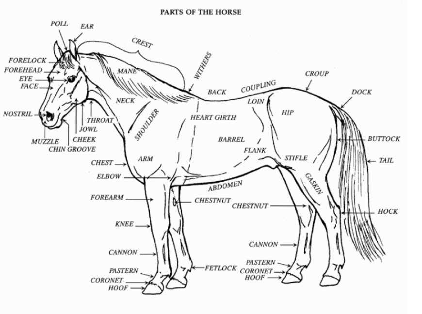 Part Of Horse (i)