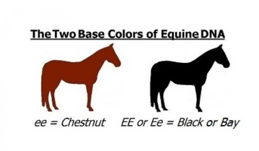 Horse Coat Color