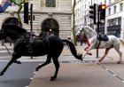 Kuda Tentera Terlepas, Berlari Di Tengah Bandar London