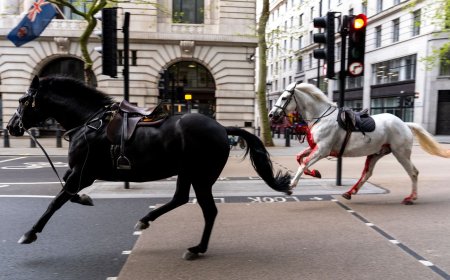 Kuda Tentera Terlepas, Berlari Di Tengah Bandar London
