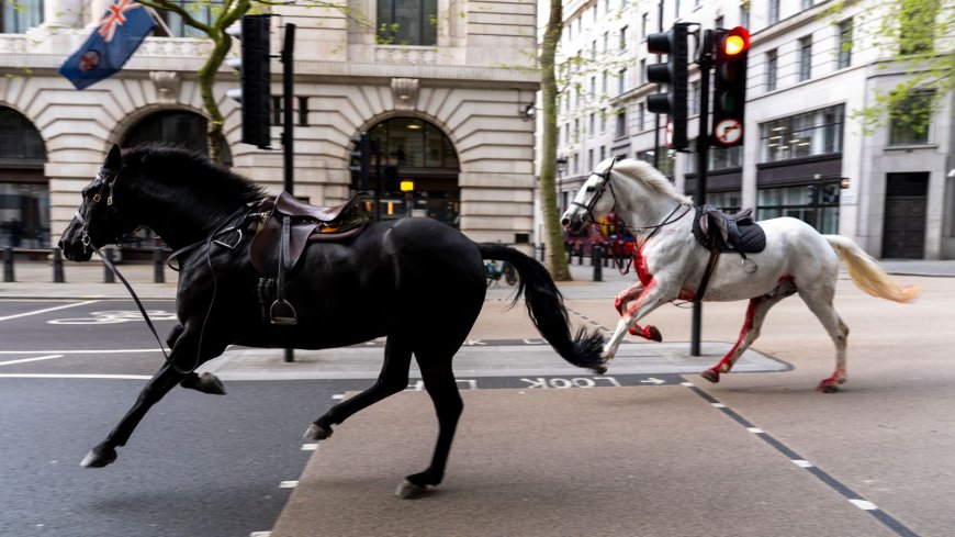 Kuda Tentera Terlepas, Berlari Di Tengah Bandar London