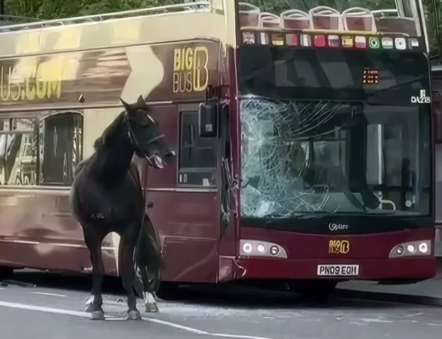 Kuda Tentera Terlepas, Berlari Di Tengah Bandar London