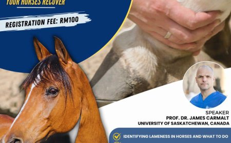Lameness in horses: What you need to understand to help your horses recover